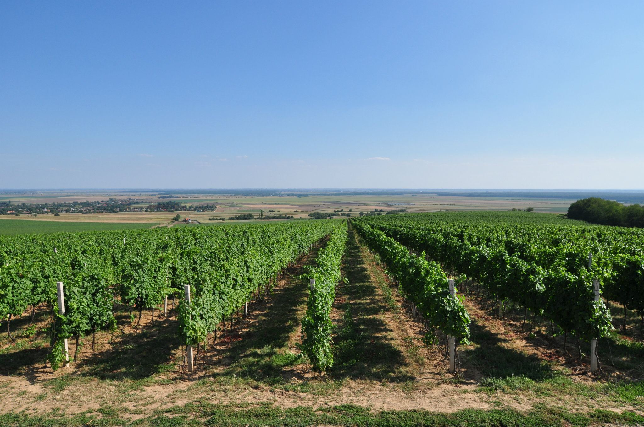 Baranjsko vinogorje