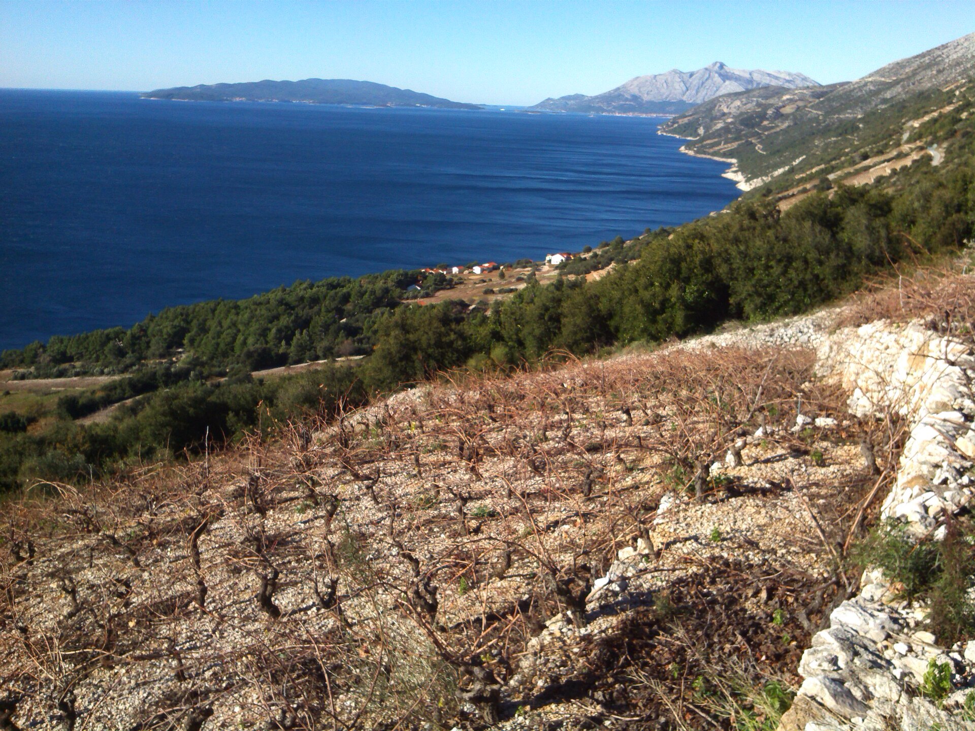 Pelješac vinogradi