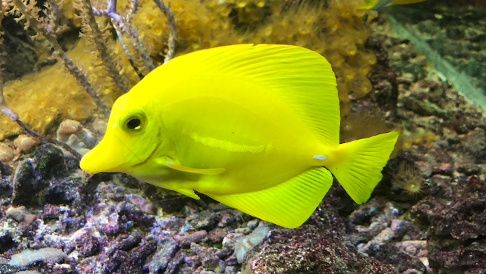 Aquarium Crikvenica