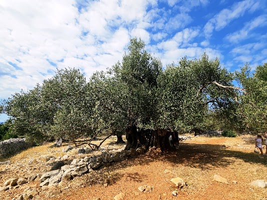 Olive Gardens of Lun