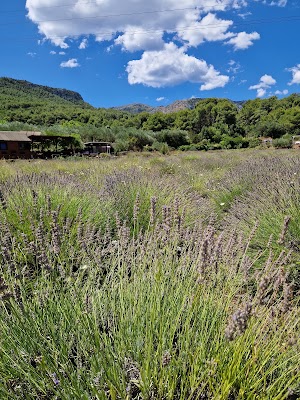 Hvar Lavender Fields