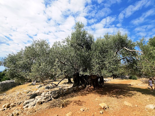 Olive Gardens of Lun