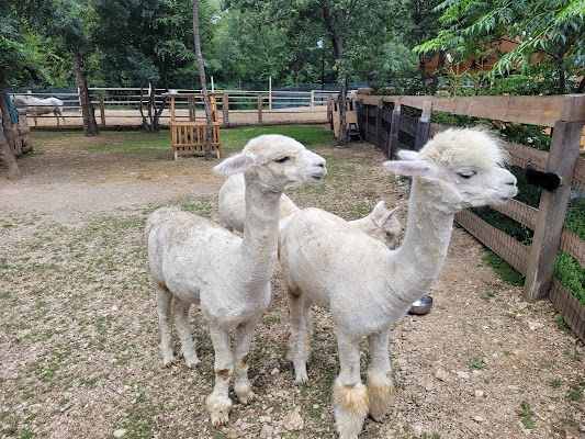 Alpaka Ranch No stress